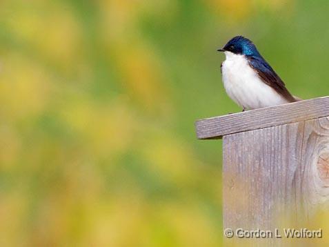 Tree Swallow On A Bird Box_53700.jpg - Tree Swallow (Tachycineta bicolor) photographed at Ottawa, Ontario - the Capital of Canada.